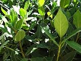 9GreenBox - Sweet Bay Laurel Herb -Laurus Nobilis- 4