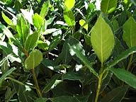 9GreenBox – Sweet Bay Laurel Herb -Laurus Nobilis- 4" Pot