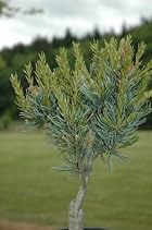 Pinus Parviflora Venus - Japanese White Pine Tree - Pot Size #1 Gal.