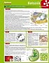 Lerntafel: Botanik im �berblick (Lerntafeln Biologie)