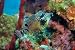 Smooth Trunkfish - 60