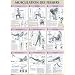 Musculation des fessiers : Poster