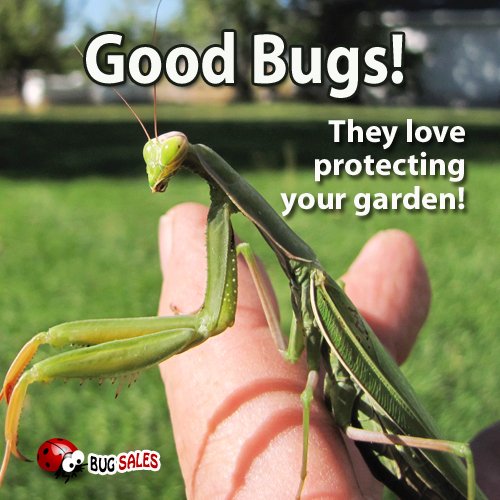 Praying Mantis Egg Case - 2 Praying Mantids Egg Cases - Live Good Bugs