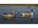 Avery GHG Hunter Series Life Size Pintail Waterfowl Floating Hunting Decoys (6-Pack) | Ultra-Realistic Carvings and Paint Schemes | 60/40 Dura-Keel Design | 4 Drakes, 2 Hens - 73033