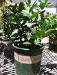 Bearss Lime Tree, Two Gallon Container by Monrovia Growers