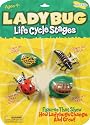 Insect Lore Ilp6090 Ladybug Life Cycle Stages