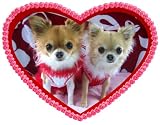 Mimi and Zeke's Chihuahua Romance