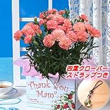 母の日ギフト カーネーション「シュガーピンク」５号鉢 Ｙ－ＳＧＰ