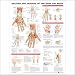 Anatomy and Injuries of the Hand and Wrist Anatomical Chart