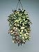Porcelain Flower Plant Hanging in Front of a Wall (Hoya Carnosa Variegata) Photographic Poster Print by C. Dani, 24x32