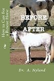 How to Care for a Rescue Horse