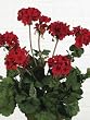 Pack of 6 Artificial Valentine's Day Bright Red Geranium Bushes