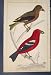 Art de l'Impression C1860 d'Antiquité de Couleur d'Oiseaux d'Oiseau de Factures de Croix