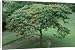 Canvas Prints of SG-00860-C Flamboyant Tree from Ardea Wildlife Pets