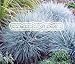 BLUE FESCUE Festuca Glauca --- 500 Grass Seeds