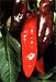 NuMex Big Jim Chili Pepper 30 Seeds