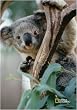 National Geographic by New Creative - Koala Large Impressions