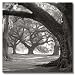 Oak Alley, West Row by William Guion Museum Wrapped Canvas Art Print 24 x 24 in. on F...
