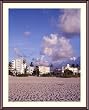 Miami Beach View Photograph - Beautiful approx. 24"x28" Framed & Matted - 1 7/8" Walnut Toned Wood Frame - Photographic Print by Carol M. Highsmith