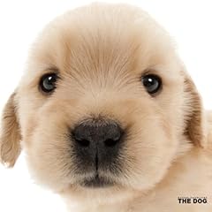 ゴールデン・レトリーバー カレンダー 2014年