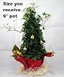 Live Christmas English Ivy Cone Topiary Tree -Decorated