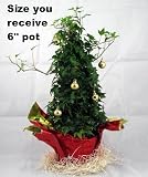 Live Christmas English Ivy Cone Topiary Tree -Decorated