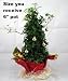 Live Christmas English Ivy Cone Topiary Tree -Decorated