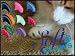 Soft Paws / Soft Claws for Cats - Medium Black