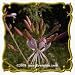 1 Oz Biennial Gaura (Gaura biennis) Bulk Wildflower Seeds