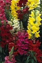 Seed in a Blanket Planting Squares Snapdragon