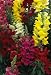 Seed in a Blanket Planting Squares Snapdragon
