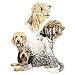 Petit Basset Griffon Vendeen Night Light