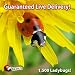 1500 Live Ladybugs - Good Bugs - Ladybugs - Guaranteed Live Delivery!