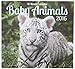 2016 Baby Animals 16 Month Wall Calendar