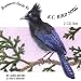 Cd2 Lesson 5 Mixed Woods: Red-Breasted Nuthatch