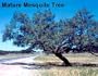 Mesquite Tree 10 Seeds - Prosopis juliflora Tree