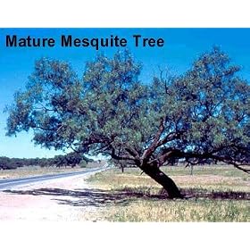 Mesquite Tree 10 Seeds - Prosopis juliflora Tree