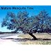 Mesquite Tree 10 Seeds - Prosopis juliflora Tree