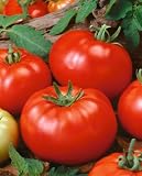 516vUGx68FL. SL160  Beefsteak Tomato Seeds   Lycopersicon Esculentum   0.5 Grams   Approx 175 Gardening Seeds   Vegetable Garden Seed