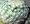Feather Cactus Plant - Mammilliaria plumosa