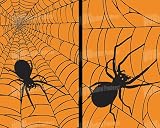 Spiders and Web Translucent Window Decorations 