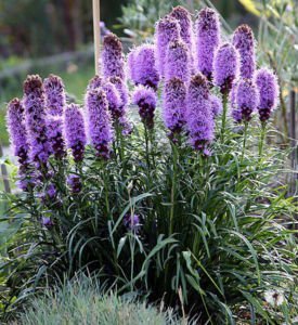 Seedville Liatris Spicata Blazing Star Gayfeather Flowers - 500 Seeds Seedville Liatris Spicata Blazing Star Gayfeather Flowers - 500 Seeds