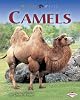Camels (Nature Watch)