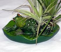 Frog Nature Scene -Tillandsia/Airplant- For Home/Office