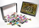 Photo Jigsaw Puzzle of Pacman frog, Ceratophrys from Danita Delimont