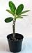 Singapore White Plumeria Plant - Frangipani - 4 pot