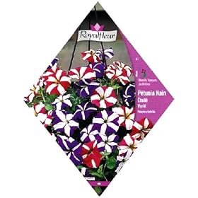���C�����t���[�� �y�`���j�A dwarf starry MIX