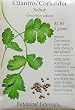 Coriander Cilantro Sabor Heirloom Seeds 350 Seeds