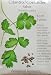 Coriander Cilantro Sabor Heirloom Seeds 350 Seeds