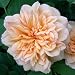 Rose Grace